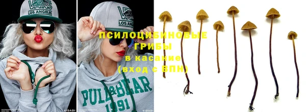 прущие грибы Балахна